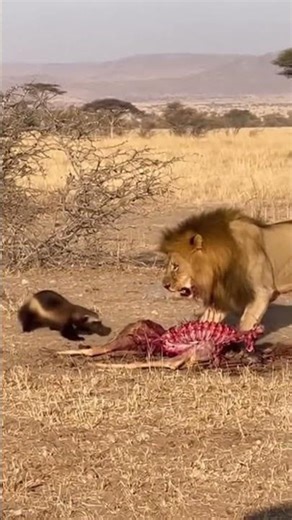 LION FEAST INTERRUPTED — Wolverine Arrives and the King Retreats 🦁🥩🦡