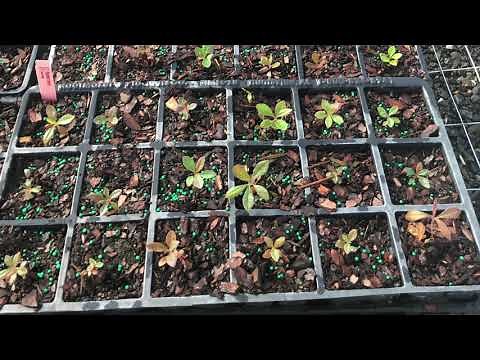 Growing native azaleas from seed, Part 3