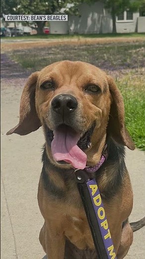 Help beagles find forever homes at Huntington Beach adoption event