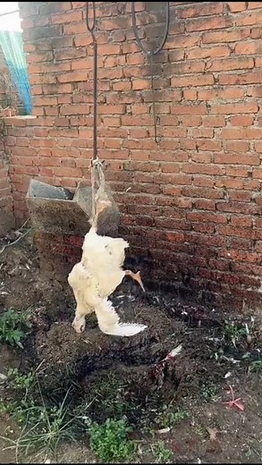 Traditional Duck Cleaning Process #DuckCleaning#FoodPreparation#TraditionalCooking#PoultryProcessing
