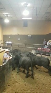 David and Seth Temple Cattle 106 Feeder Steers 888lb. Avg. @ $121.50/cwt | Oklahoma National Stockyards Company