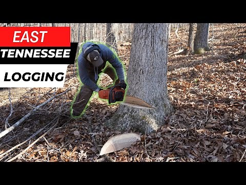 East Tennessee Logging