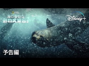 海の奇妙な動物大集合！｜予告編｜とってもヘンテコ！海に潜む奇妙で驚くような生き物たちの生体に密着したドキュメンタリー｜Disney+ (ディズニープラス）
