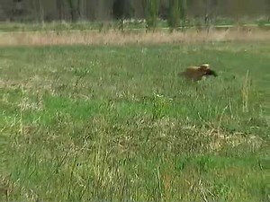 Duckhill Kennels British Labrador Field Trials PART 1