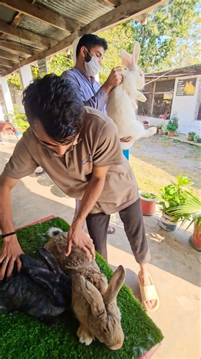 Flemish Giant Rabbits Pakistan