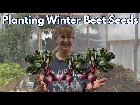 Plant Winter Beets Now! Why and How!