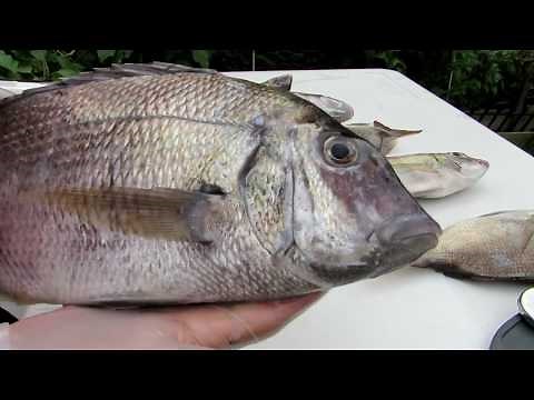 Porgy ( SCUP) - Fillet and Release - How to fillet a Porgy!!
