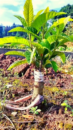 236K views · 870 reactions | Grafting a master loquat tree can improve its survival rate. Grafting refers to combining two different plants so that they grow on each other and share nutrients and water. The key to successful grafting lies in choosing the right materials and creating the right environment. #plants #graftmaster #plantslife #grafting #splitgraft #treecare #graftingskills #plantbased #plantlifecycle | For Plants | Facebook