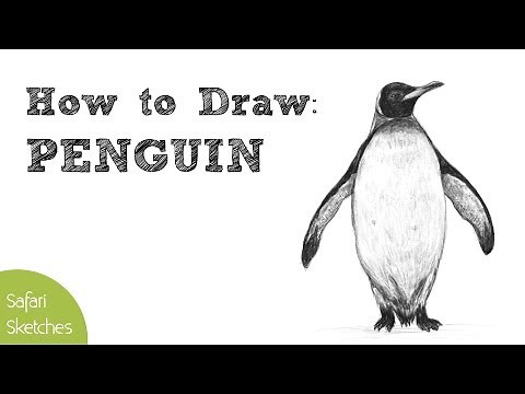 How to Draw a Penguin | Realistic, Step by Step