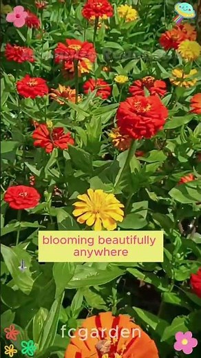 Plant Pyrethrum Now & Save! #pyrethrum #fcgarden #indoorplants #easygardening