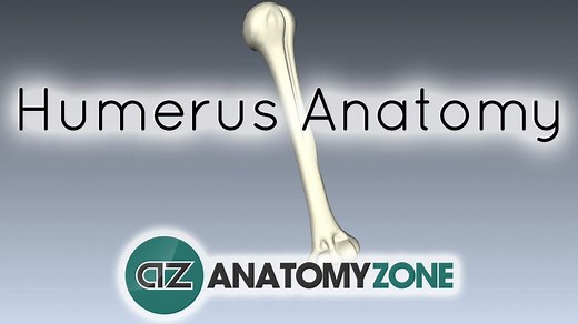 Features of the Humerus - 3D Models, Video Tutorials & Notes | AnatomyZone