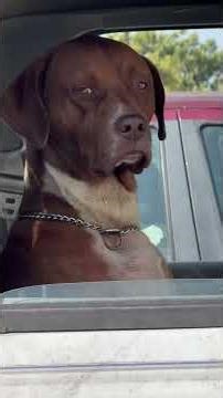 I swear this dog’s got a human soul trapped inside 🐶#dog #funnyvideos #funny #fyp #dogsoftiktok