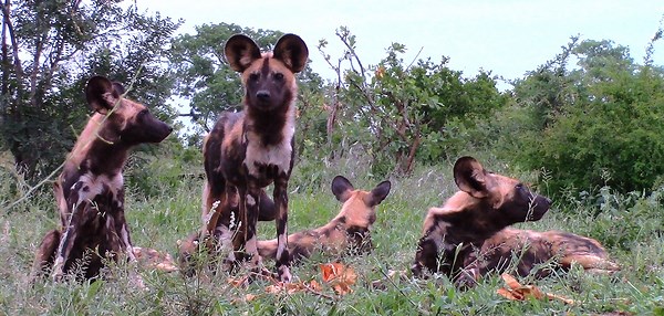 African Wild Dogs