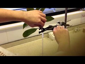 Instructions for Assembling a Potometer