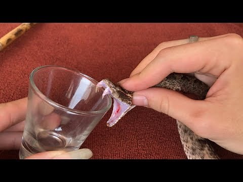 The Effect Of Snake Venom On Blood