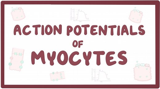 Action potentials in myocytes: Video, Causes, & Meaning | Osmosis