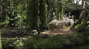 Free Flamingo Videos: 4K & HD | No Watermark | Download Now