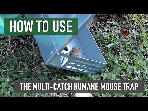 How to Use the Solutions Multi-Catch Humane Mouse Trap [DIY Rodent Control]