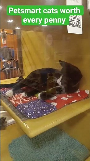 Petsmart cats worth adopted #cats #kitten #petstore