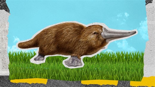What is a platypus?