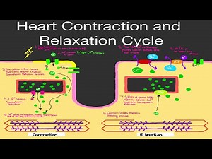 Physiology: Heart Muscle CONTRACTION & RELAXATION CYCLE (STEP BY STEP! :) )