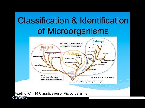 Classification and Identification of Microbes Lecture (Phenotype & Genotype)