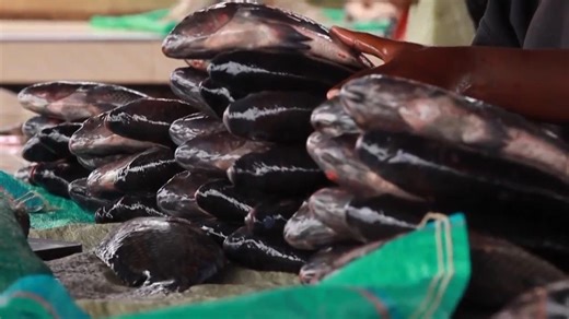 Africa's freshwater fish face extinction in Lake Victoria due to pollution, overfishing and invasive species