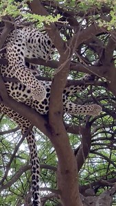 65K views · 696 reactions | Exploring the Serengeti, Leopard meal on top of the tree. #leopard #wildlife #leopardprint #nature #animals #wildlifephotography #bigcats #fashion #safari #animal #cat #africa #cats #photography #tiger #bigcat #leopards #love #lion #wild #naturephotography #art #cheetah #ootd #catsofinstagram #style #animalprint #bengal #bigcatsofinstagram #cute | Guides Of Africa | Facebook