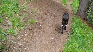 For decades experts have debated the effects of restoring wolves to Yellowstone National Park and exactly what their role was in influencing elk, willow, and stream health. A new study that collected data over a 20-year period found a 1,500% increase in willow tree volume along riparian zones following the reintroduction of wolves, illustrating just how important wolves really are to rewilding the Yellowstone ecosystem. Here's a link to the study: https://biodiv.us/41pObrR While wolves are prote