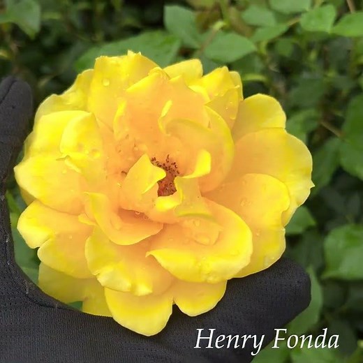 ヘンリー フォンダ(HT)Henry Fonda