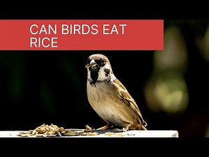 Can birds eat rice |can birds eat rice grains | How do you feed birds Rice| Can You Feed a Bird Rice