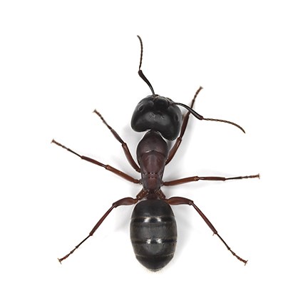 Ant Identification and Treatment Tips