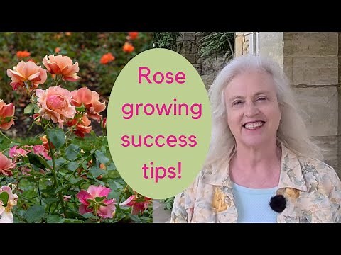 Growing roses - expert tips on choosing and caring for roses