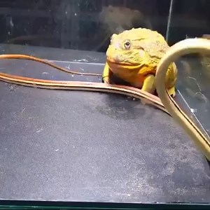 African bullfrog VS Snake | Embrace your Heart
