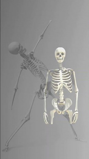 Sistema esquelético #anatomia #biologia #biology