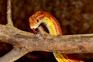 Why Is My Corn Snake So Active: the 3 Most Common Reasons Corn Snakes Increase Activity - Small Pets 101