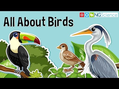 All About Birds