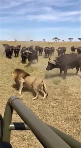 "Lion Gets DESTROYED by Buffalo Herd! 😱 Most Epic Wildlife Rescue Ever #Shorts"