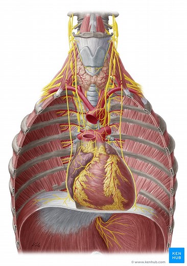 Innervation of the heart