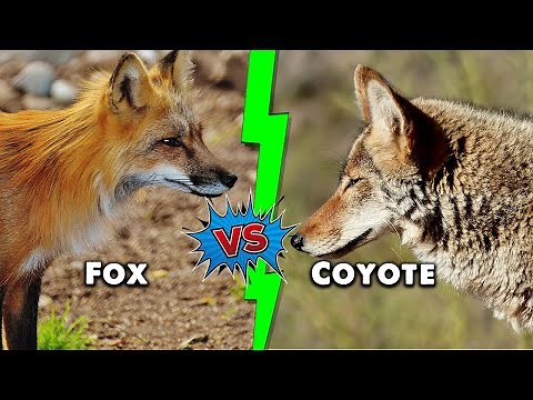Fox vs Coyote – The 5 Key Differences Explained