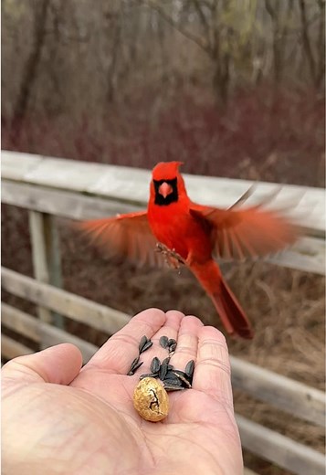 Hand-Feeding Male Northern Cardinal in Slow Motion