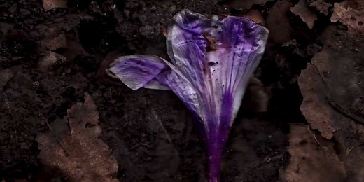 This time-lapse captures how things decompose underground