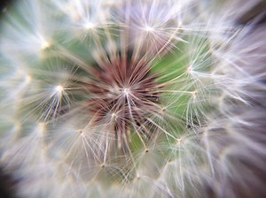 Using Dandelions: 31  Recipes & Remedies - The Grow Network