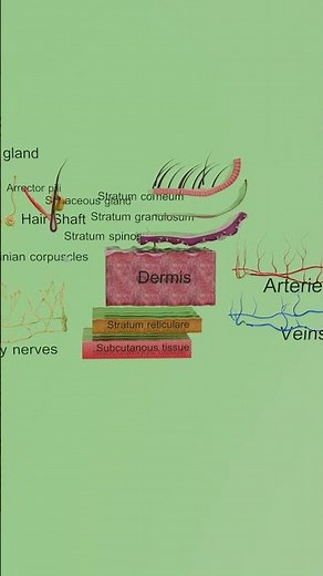 3D animation Skin Anatomy | Layers & Structure Explained #3danatomy #blender #humanbody #3d