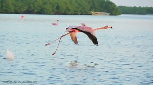 1.2K reactions · 141 shares | Adopt an American Flamingo for Mother’s Day! Your symbolic action helps protect birds and their habitats. Adopt today and we’ll send an eCard in time for the holiday. | National Audubon Society | Facebook