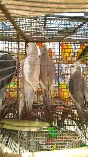 Cockatiels Hanging on Cage Wires | Cute & Playful Birds 🐦 #BudigeLoveNest