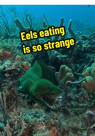 Lionfish Control: How Eels Can Help Manage Invasion