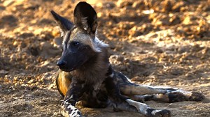 African Wild Dog Fact Sheet