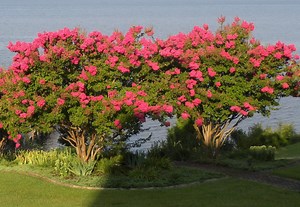 RED Crape Myrtles Available as Miniatures, Dwarves, Medium Height or Standard Trees.