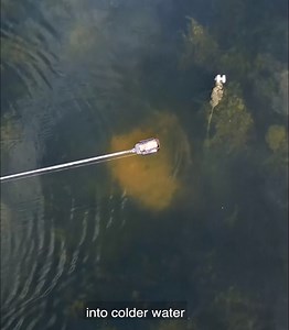 515K views · 3.1K reactions | Next level accuracy and reach for stealth positioning of rigs in areas inaccessible to even the sharpest casting!  The Bushwhacker Baiting Pole System will be available with retailers soon!  | Nash Tackle | Facebook